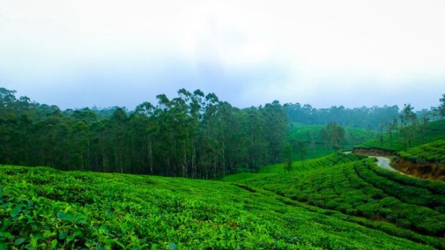 Coorg – Wayanad